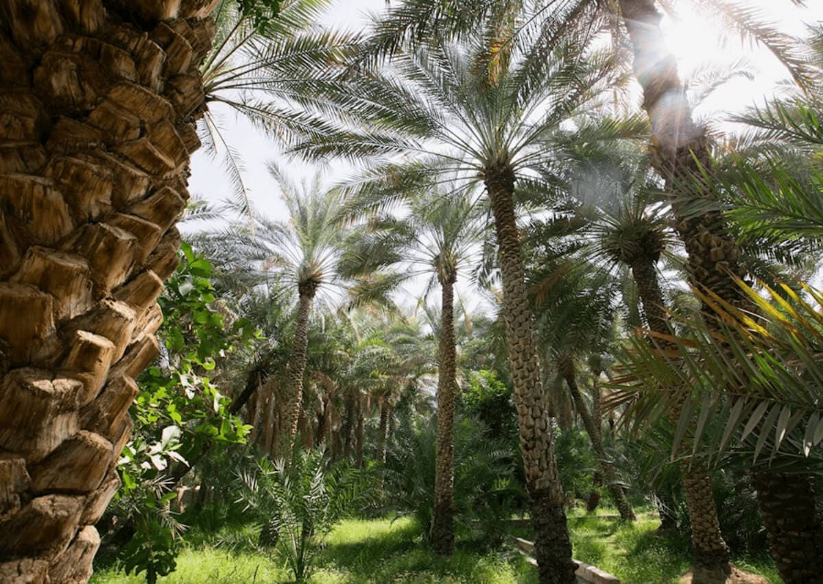 UNESCO World Heritage Sites In Abu Dhabi