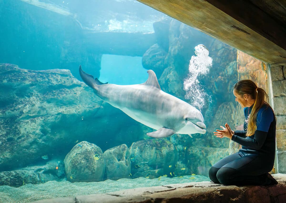 Seaworld Abu Dhabi tourist guide