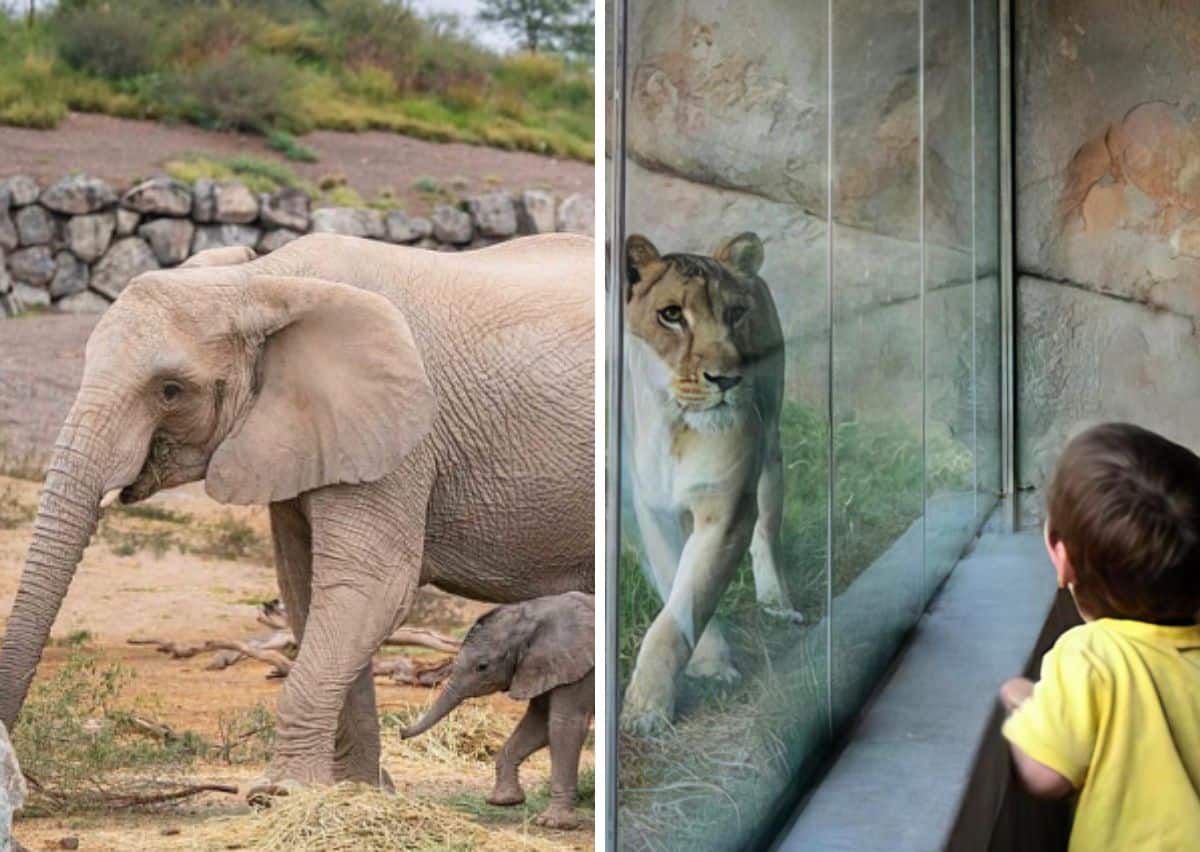 A Tourist Guide to Sharjah Safari Park 2025 - Timings, Tickets & Top Attractions