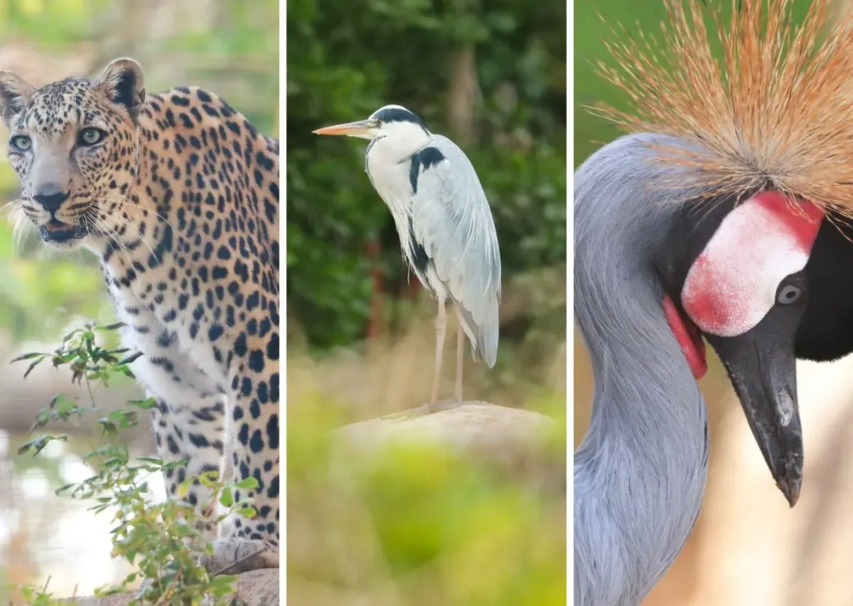 Al Ain Zoo Abu Dhabi – Tickets, Timing, Safari & Best Things to Do