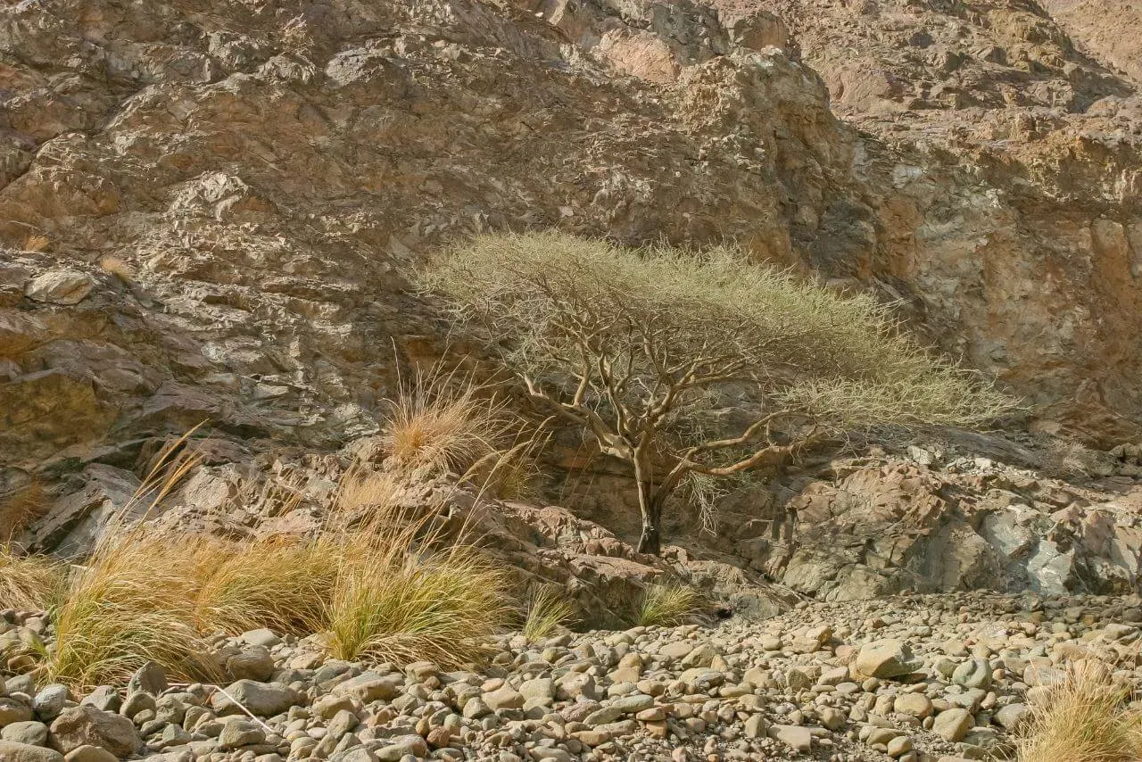 Wadi Wurayah Joins UNESCO World Heritage List: A Hidden Piece of Fujairah Finally Shines